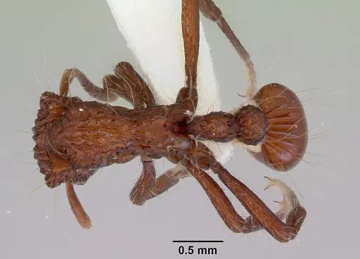 Dacetinops concinnus - CASENT0172454