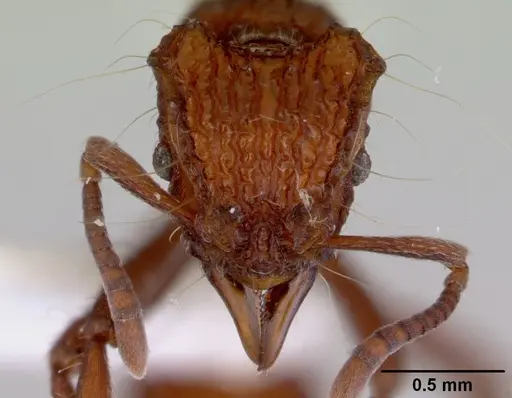 Dacetinops concinnus - CASENT0172454