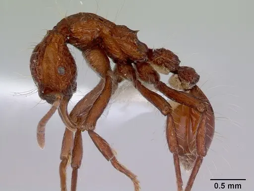 Dacetinops concinnus - CASENT0172454