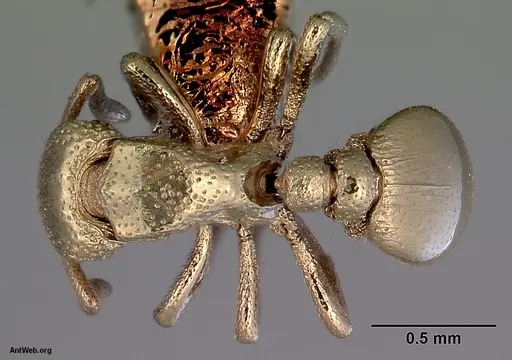 Dacetinops darlingtoni specimen