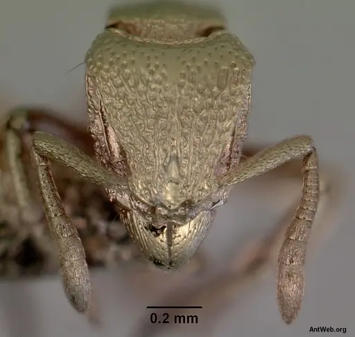 Dacetinops darlingtoni specimen