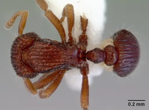 Dacetinops ignotus specimen