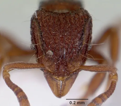 Dacetinops ignotus specimen