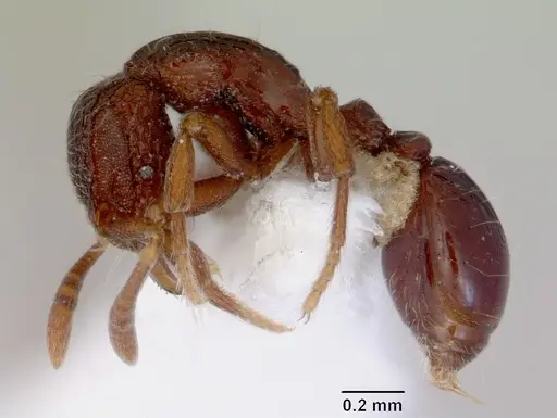 Dacetinops ignotus specimen