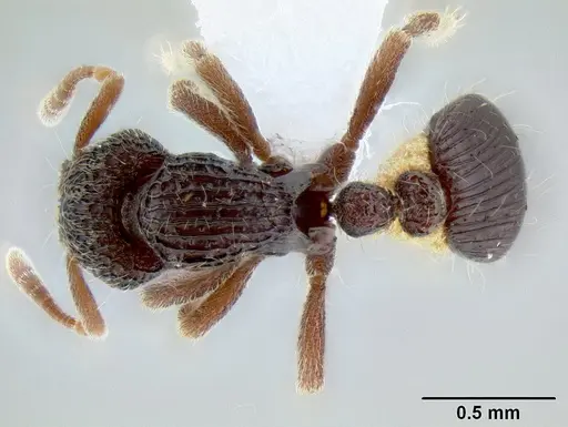 Dacetinops ignotus - CASENT0215429