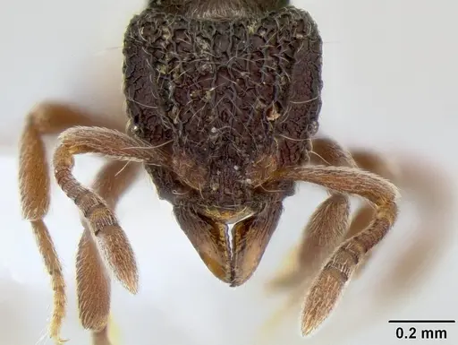 Dacetinops ignotus - CASENT0215429