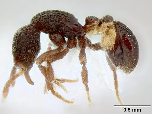 Dacetinops ignotus - CASENT0215429