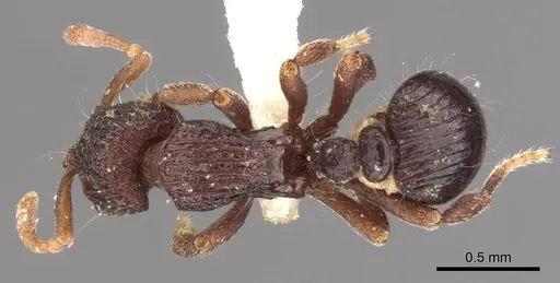 Dacetinops ignotus - CASENT0900974