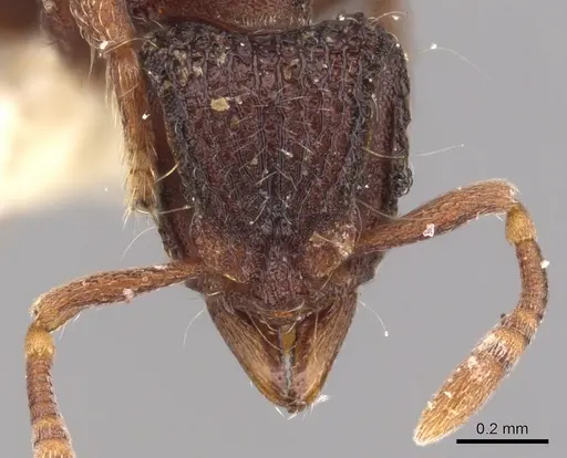 Dacetinops ignotus - CASENT0900974