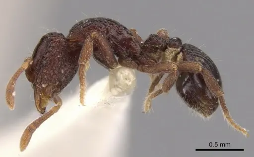 Dacetinops ignotus - CASENT0900974