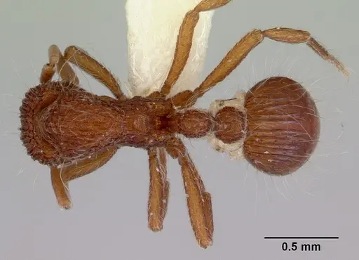 Dacetinops solivagus specimen