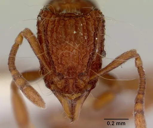 Dacetinops solivagus specimen