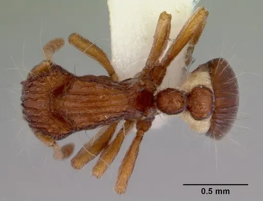 Dacetinops wilsoni specimen