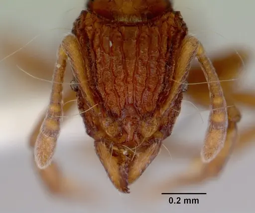 Dacetinops wilsoni specimen