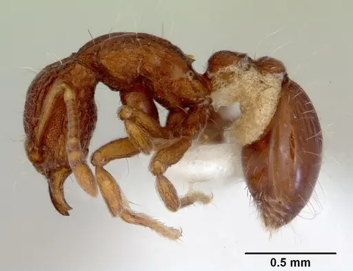 Dacetinops wilsoni specimen