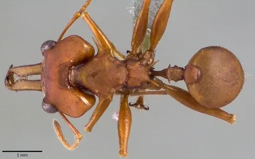 Daceton armigerum specimen