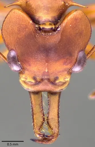 Daceton armigerum specimen