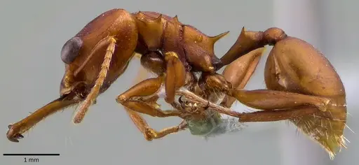 Daceton armigerum specimen