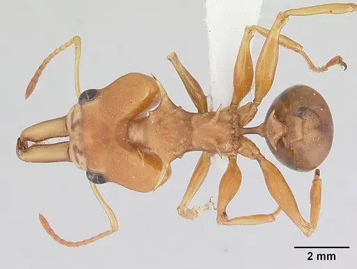 Daceton armigerum - CASENT0178489