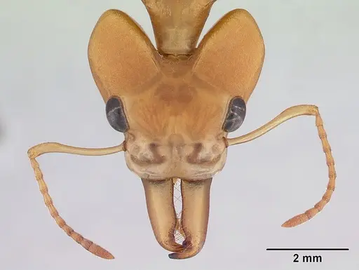 Daceton armigerum - CASENT0178489