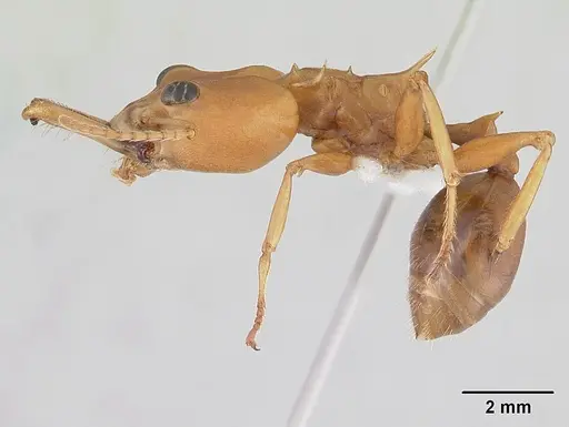 Daceton armigerum - CASENT0178489