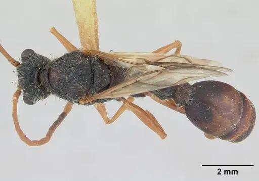 Daceton armigerum - CASENT0178490