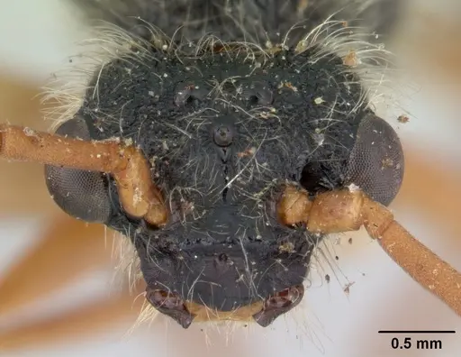 Daceton armigerum - CASENT0178490