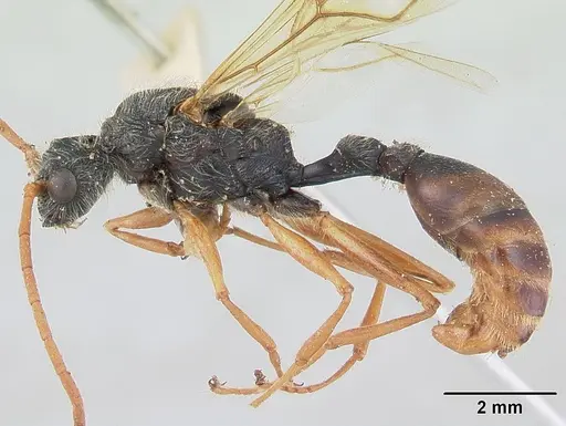 Daceton armigerum - CASENT0178490