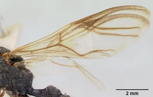 Daceton armigerum - CASENT0178490