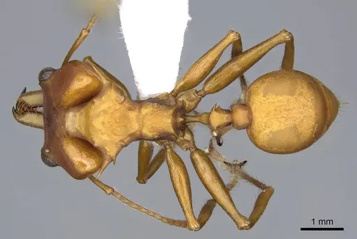 Daceton armigerum - CASENT0914665