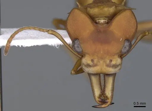 Daceton armigerum - CASENT0914665