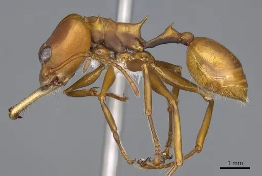 Daceton armigerum - CASENT0914665