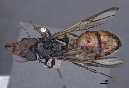 Daceton armigerum - CASENT0916655