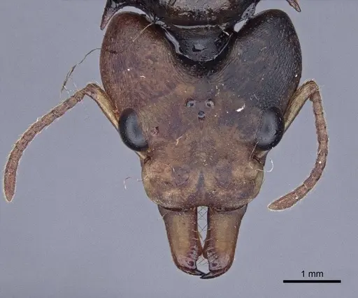 Daceton armigerum - CASENT0916655