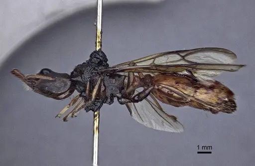 Daceton armigerum - CASENT0916655