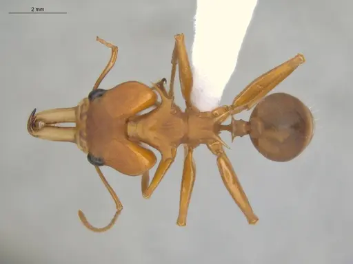 Daceton armigerum - ECOFOG-BUG-0962-04