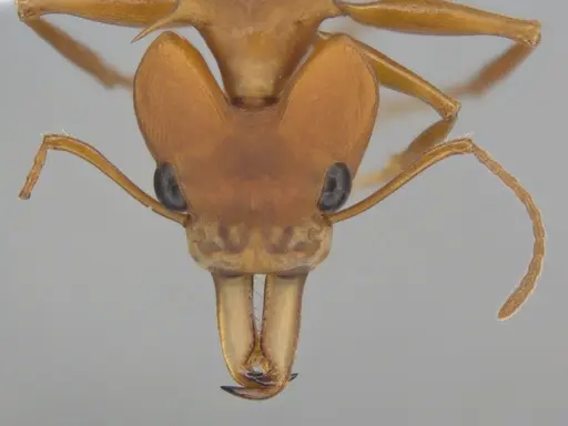 Daceton armigerum - ECOFOG-BUG-0962-04