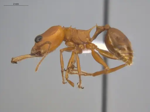 Daceton armigerum - ECOFOG-BUG-0962-04