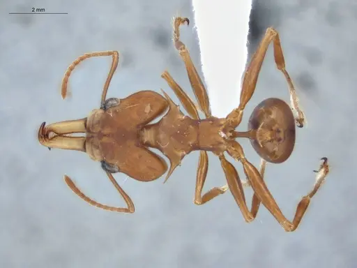 Daceton armigerum - ECOFOG-KR20-0049-02