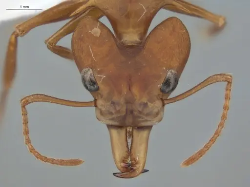 Daceton armigerum - ECOFOG-KR20-0049-02