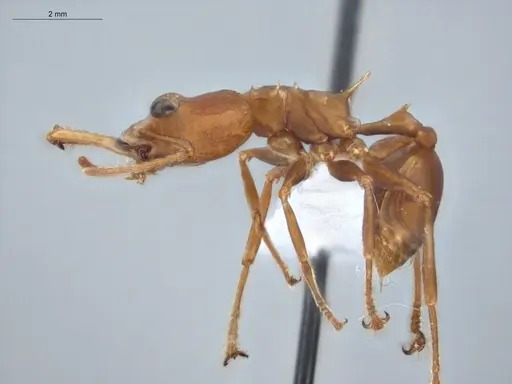 Daceton armigerum - ECOFOG-KR20-0049-02