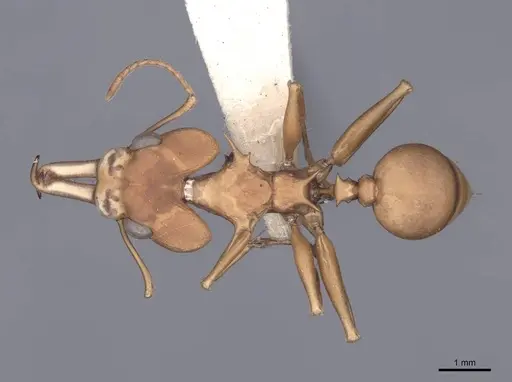 Daceton armigerum - FMNHINS0000049817