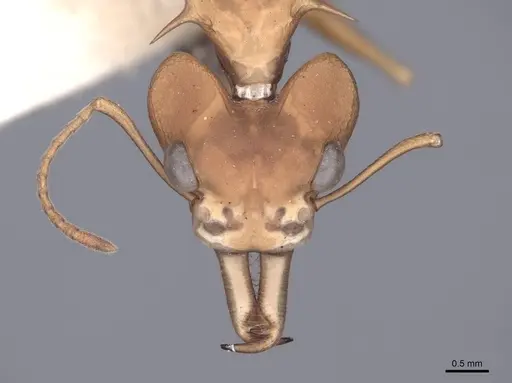 Daceton armigerum - FMNHINS0000049817