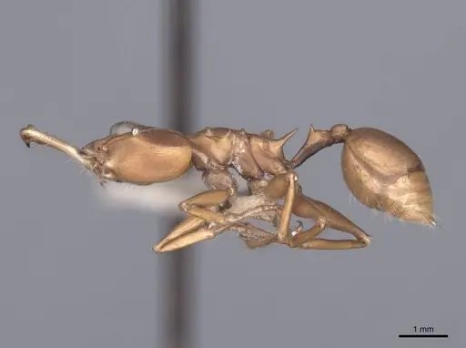 Daceton armigerum - FMNHINS0000049817