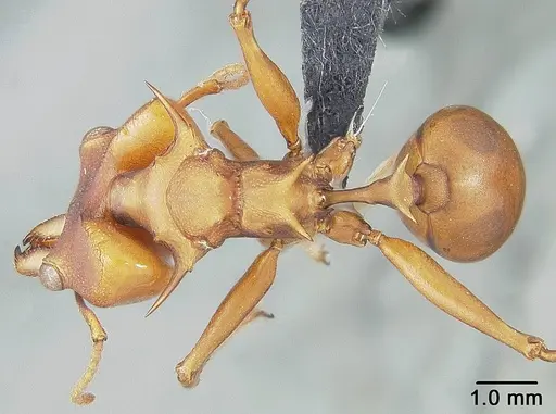 Daceton armigerum - USNMENT01124211