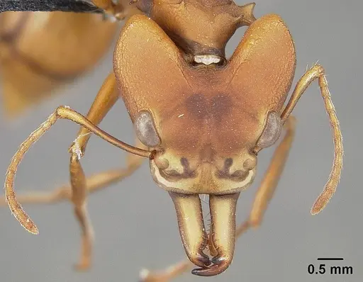 Daceton armigerum - USNMENT01124211