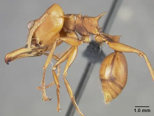 Daceton armigerum - USNMENT01124211