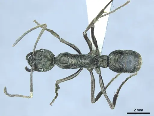 Diacamma aequale specimen