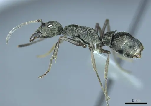 Diacamma aequale specimen