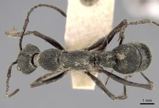 Diacamma assamense specimen